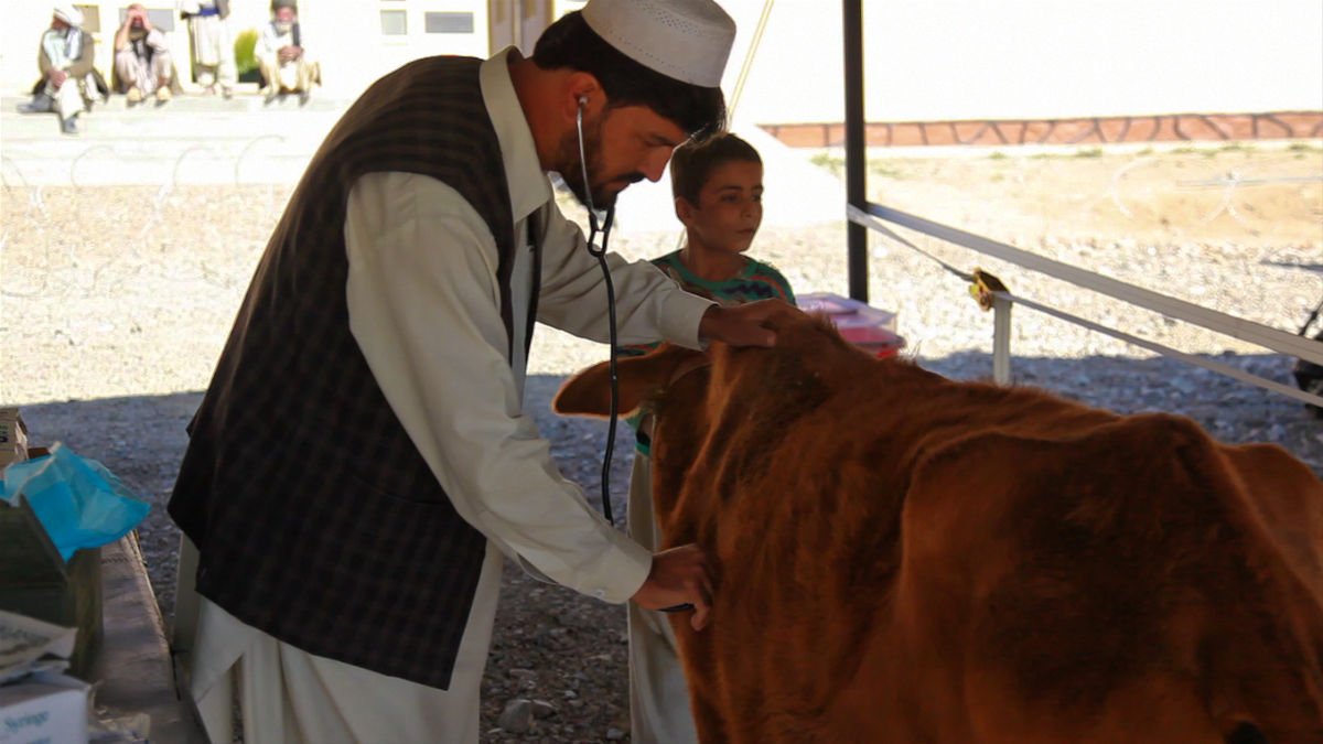 Veterinary check on Qurbani livestock for Yemen distribution
