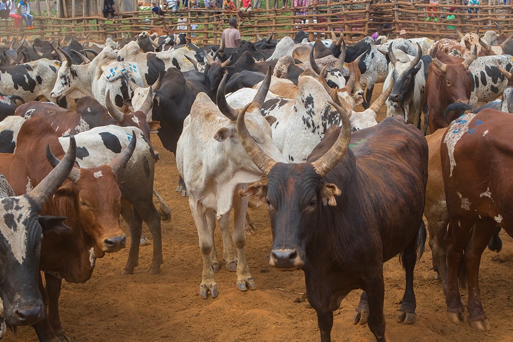 Qurbani cattle market for Sudan distribution