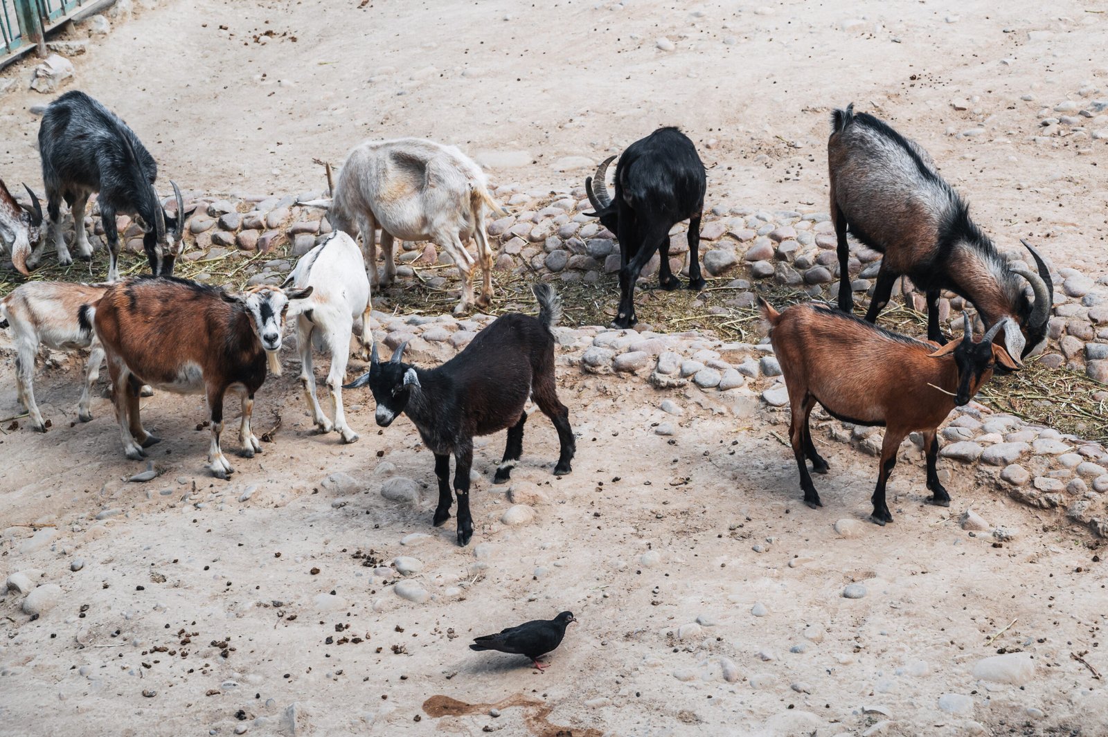 Qurbani goats ready for distribution in Somalia