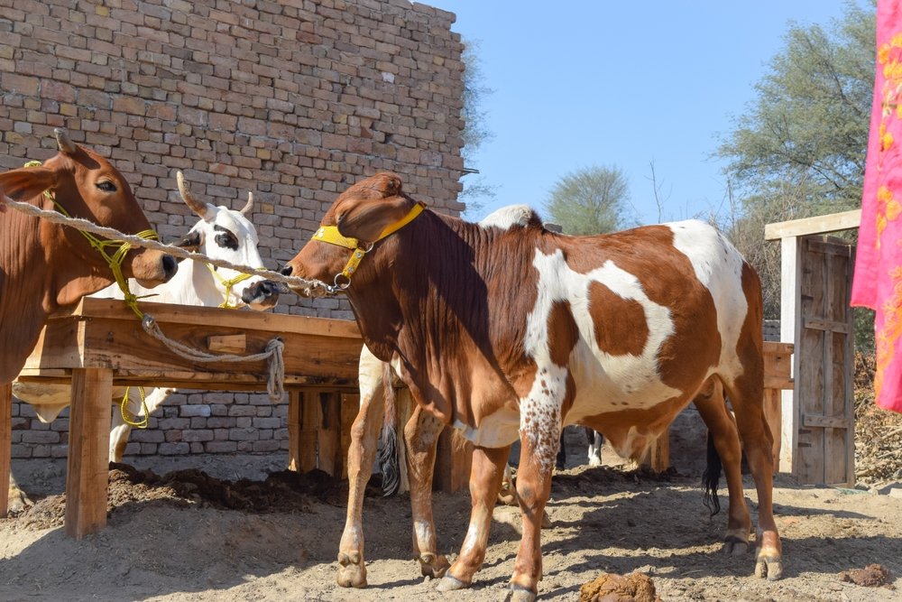Qurbani cow ready for distribution to families in Gaza
