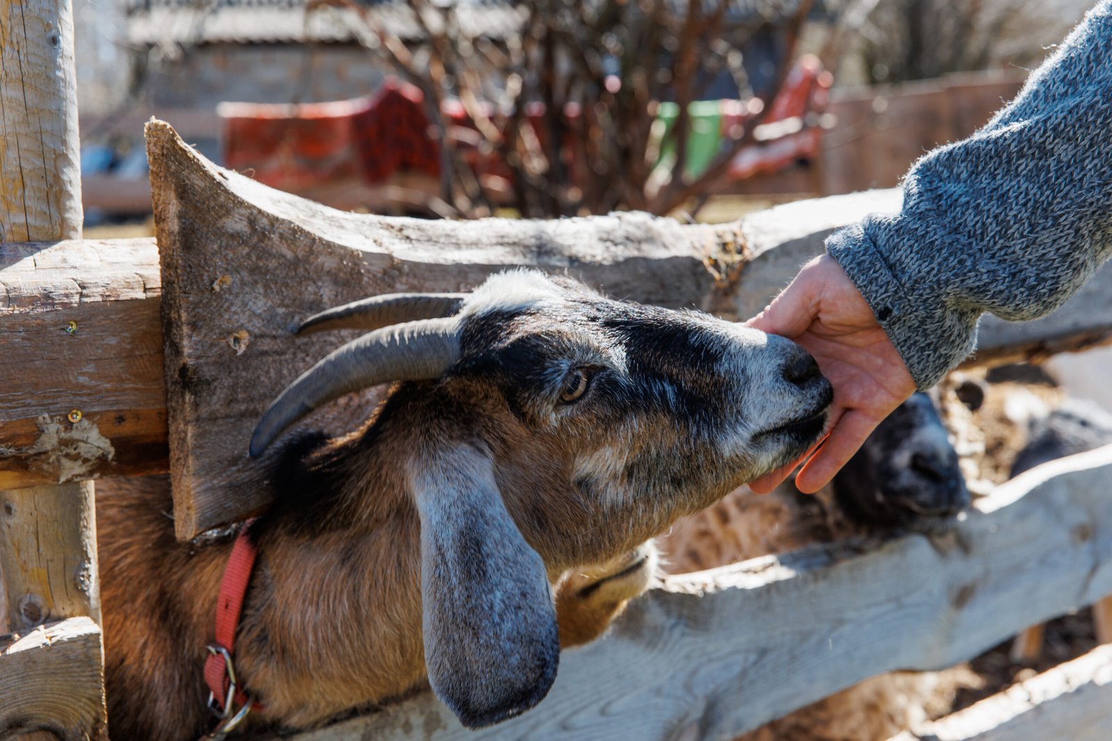 Local team caring for Qurbani livestock in Yemen