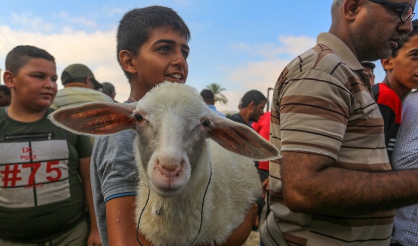 Qurbani lamb prepared for distribution to families in Syria