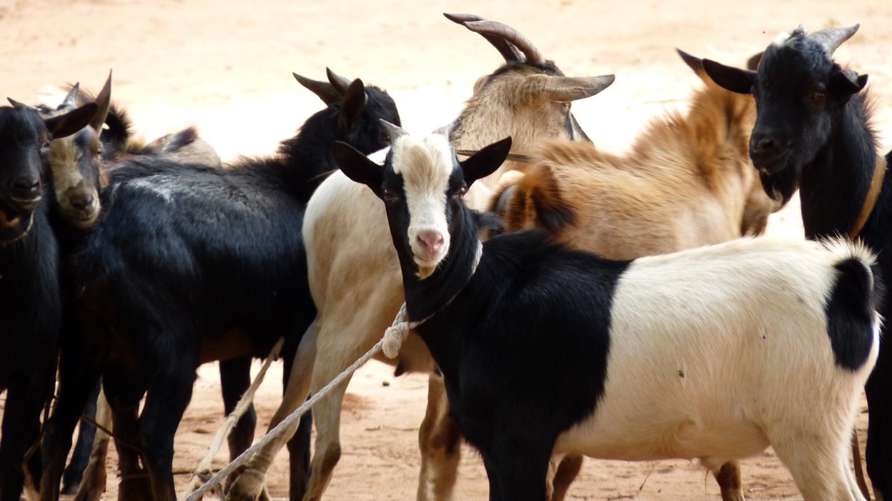 Healthy Qurbani goat selected for Somalia distribution